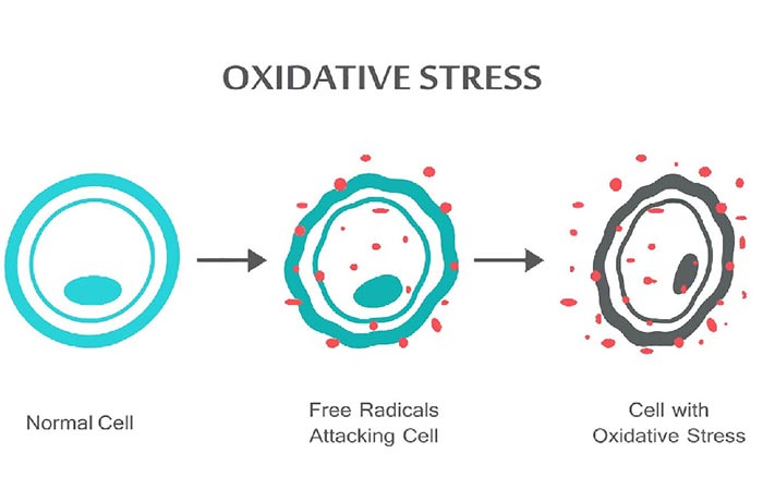 عوامل تأثیرگذار بر استرس اکسیداتیو